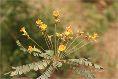 Biophytum reinwardtii